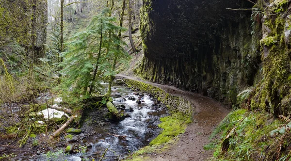 オレゴン州のマルトノマ クリークの隣をトレイルが通っており 森林や滝の上を5マイル以上流れている 最終的にはオレゴンとワシントンの間のコロンビア川渓谷に突入する — ストック写真