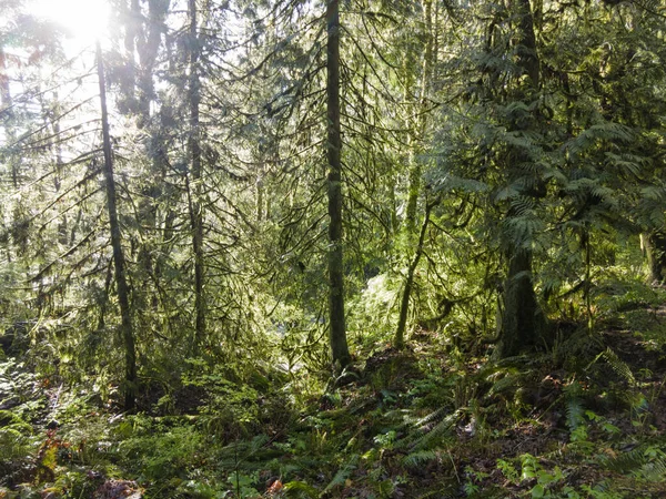 Yeşil Yosun Kaplı Ağaçlar Eğreltiotları Diğer Bitkiler Portland Kuzeybatısındaki Forest — Stok fotoğraf