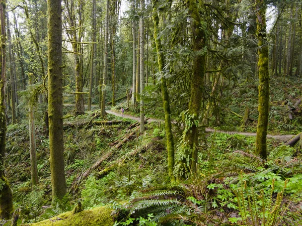 Закриті Мохом Дерева Папороті Інші Рослини Ростуть Дикими Лісовому Парку — стокове фото