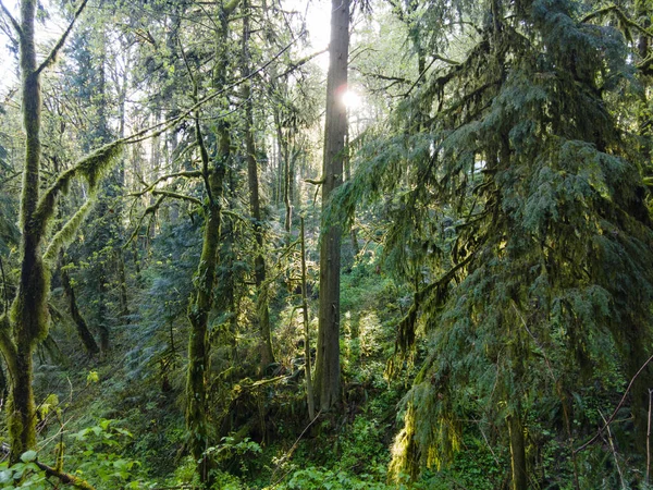 Tangle Moss Covered Trees Ferns Other Vegetation Grows Wild Forest — Stock Photo, Image