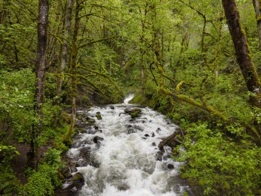 Gelin Veil Şelalesi, Oregon 'un bereketli, manzaralı ormanının içinden Columbia Nehri' ne doğru akıyor..