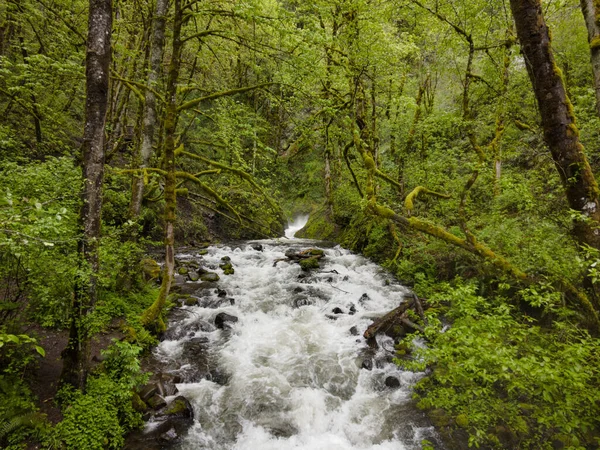 Bridal Veil Falls Flows Columbia River Oregon Lush Scenic Forest — стокове фото