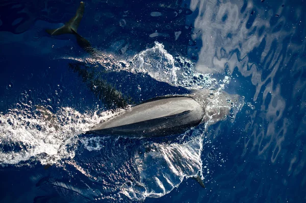 Ein Spinner Delfin Stenella Longirostris Kreuzt Durch Die Tropischen Gewässer — Stockfoto