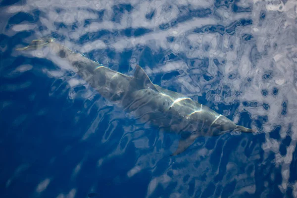 Spinnare Delfin Stenella Longirostris Kryssningar Genom Tropiska Vattnen Nära Alor — Stockfoto