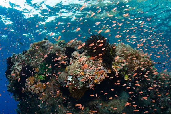 인도네시아의 알로르 근처에 장관을 이루는 산호초 위에는 학교와 종들이 있습니다 — 스톡 사진