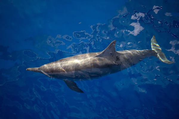Ένα Δελφίνι Κλώστης Stenella Longirostris Κρουαζιέρες Μέσα Από Τροπικά Ύδατα — Φωτογραφία Αρχείου