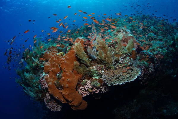 在印度尼西亚奥尔市附近一个壮观的珊瑚礁之上 多姿多彩的反硫磷学校 在有可靠的水流给它们带来浮游食物的地方 它们就会茁壮成长 — 图库照片
