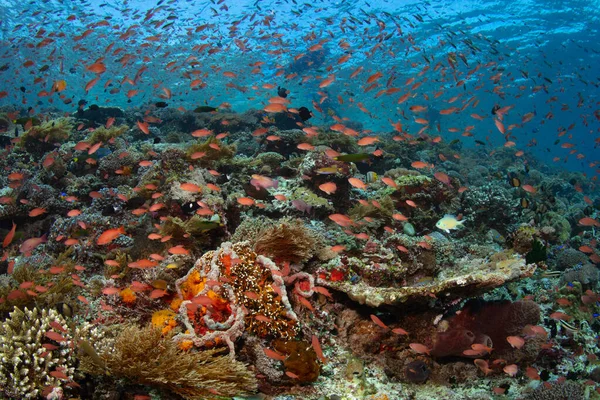 Colorida Escuela Antías Sobre Espectacular Arrecife Coral Cerca Alor Indonesia —  Fotos de Stock