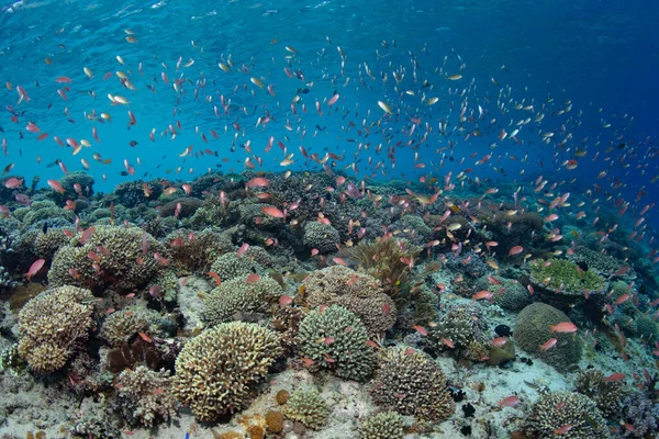 Colorida Escuela Antías Sobre Espectacular Arrecife Coral Cerca Alor Indonesia — Foto de Stock