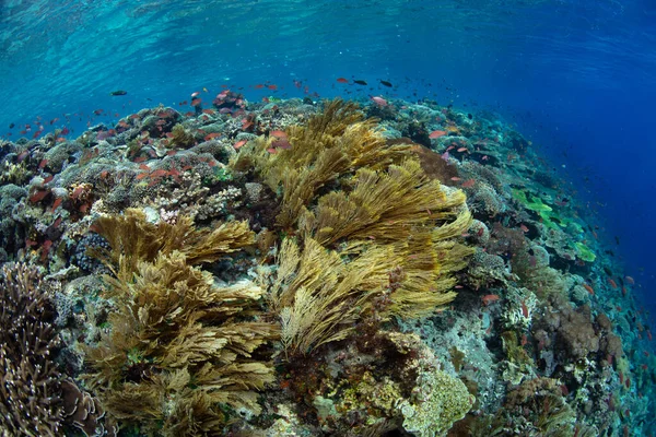 장관을 이루는 산호초는 인도네시아의 알로르 근처의 물에서 자랍니다 작은순 제도의 — 스톡 사진