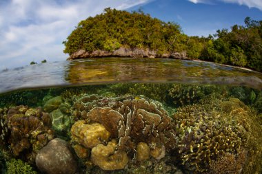 Endonezya 'nın Raja Ampat kentindeki uzak bir kireçtaşı adasının kenarında sağlıklı bir mercan resifi yetişir. Bu tropikal bölge deniz biyolojik çeşitliliğinin kalbi olarak bilinir.. 