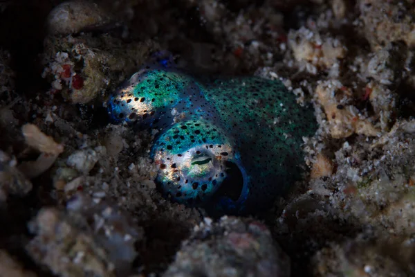 Calamaro Bobtail Nasconde Tra Macerie Sul Fondo Marino Indonesia Questi — Foto Stock