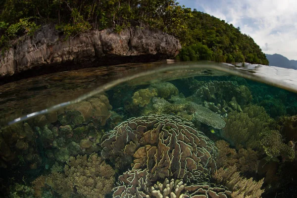 Ένας Υγιής Κοραλλιογενής Ύφαλος Αναπτύσσεται Στην Άκρη Ενός Απομακρυσμένου Ασβεστολιθικού — Φωτογραφία Αρχείου