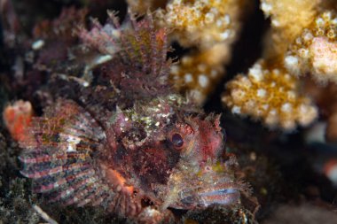 İyi kamufle olmuş bir akrep balığı Endonezya 'daki sağlıklı bir mercan resifinde pusu kurmak için bekliyor.. 