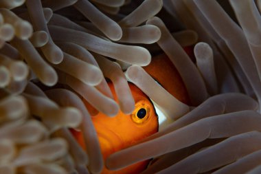 Sahte bir anemon balığı, Amphiprion ocellaris, Endonezya 'daki bir mercan resifinde, ev sahibi anemonun dokunaçları arasında saklanır. Anemonbalık ve ev sahibi anemonların karşılıklı ortak yaşamları vardır..