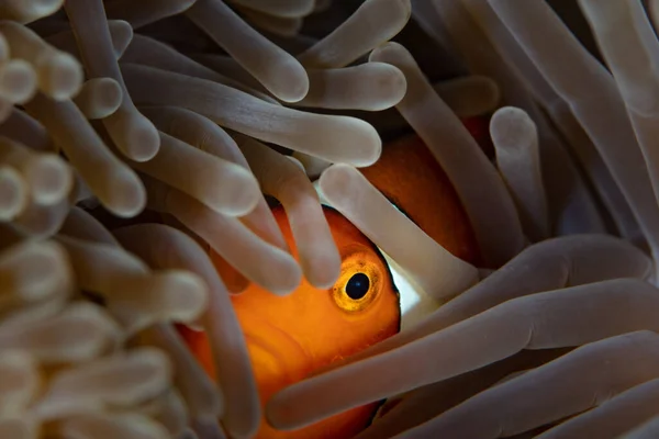 Falešná Sasanka Amphiprion Ocellaris Ukrývá Mezi Chapadly Hostitelské Sasanky Korálovém — Stock fotografie