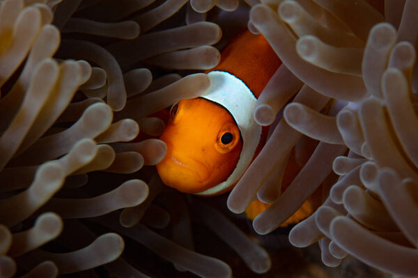 A False anemonefish, Amphiprion ocellaris, hides amongst the tentacles of its host anemone on a coral reef in Indonesia. Anemonefish and their host anemones have a mutualistic symbiosis.