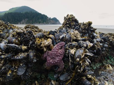 Renkli Ochre deniz yıldızları, Pisaster Ochraceus, Oregon 'un kuzey kıyısındaki kayalara tutunur. Bu önemli türler gelgitler arası bölgenin sağlığı için önemli bir göstergedir..