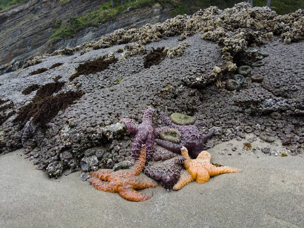 Colorful Ochre Sea Stars Pisaster Ochraceus Cling Rocks Northern Oregon — ストック写真