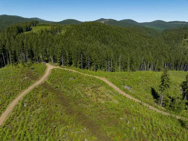 Een Bosweg Slingert Door Een Oregon Bos Meer Dan Van — Stockfoto