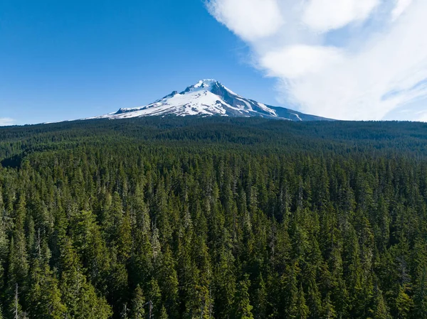 Hood Rises Surrounding Forest Oregon Far Portland Impressive Mountain Part — Stockfoto