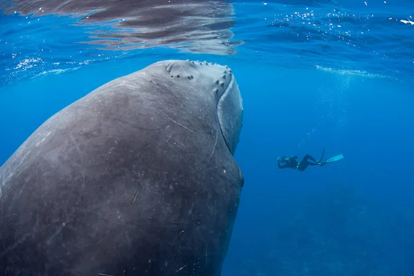 Large Humpback Whale Megaptera Novaeangliae Rests Just Surface Atlantic Ocean — Stock Photo, Image