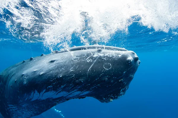 Large Humpback Whale Megaptera Novaeangliae Rests Just Surface Atlantic Ocean — 스톡 사진
