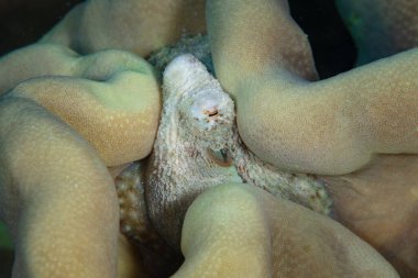İyi kamufle edilmiş küçük bir ahtapot, Amphioctopus mototi, Endonezya, Flores yakınlarındaki deniz tabanında saklanır. Bu nadir Hint-Pasifik türleri avlarını zapt etmek için zehir kullanır..