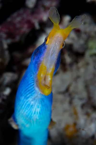 インドネシアのサンゴ礁から現れた雄の青いリボンウナギ リンノムラエナケシタ 広い顎を開きます この美しい種は 雄から雌へと変化する原始的なエルマフロダイトです — ストック写真