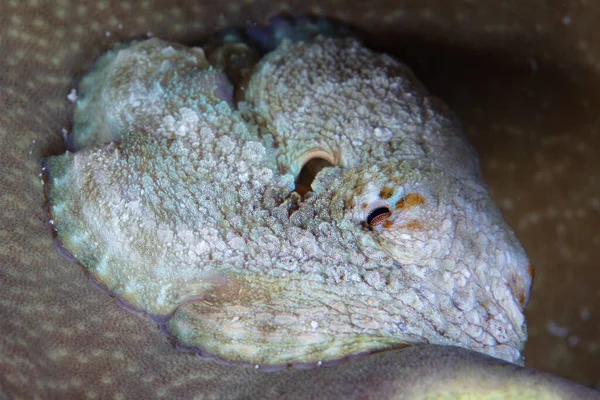 印度尼西亚弗洛雷斯附近的海底隐藏着一种小型的 伪装得很好的章鱼 两头章鱼 这种稀有的印度洋 太平洋物种用毒液制伏猎物 — 图库照片