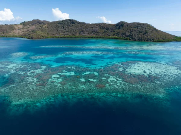 Healthy Coral Reef Thrives Pulau Besar North Flores Indonesia Region — Stock Photo, Image