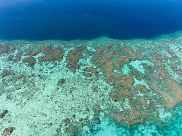 인도네시아의 플로레스 북쪽에 베사에서는 산호초가 자랍니다 지역은 다양성 풍부하고 스쿠버 — 스톡 사진