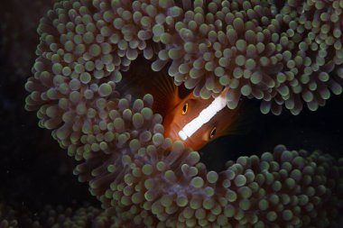 Bir portakal anemonbalığı, Amphiprion sandaracinos, Endonezya 'daki bir mercan resifinde ev sahibi şakayığın dokunaçları arasında kıvrılır. Bu ilişki karşılıklı bir ortakyaşam..