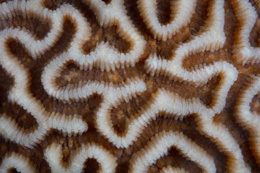Endonezya 'da sağlıklı bir mercan resifinde büyüyen resif inşa eden mercanların ayrıntıları.