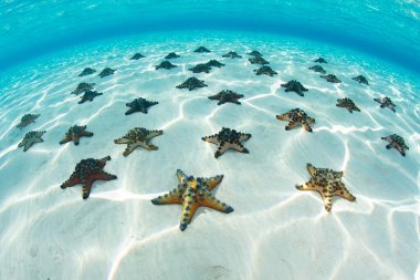 Çikolata parçalı deniz yıldızları, Protoreaster nodozu, Endonezya 'da sığ ve kumlu bir deniz tabanında bulunur..