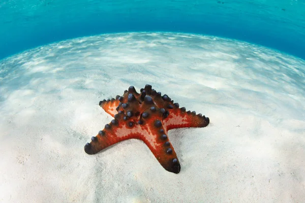 チョコレートチップの海の星 プロテスターのノドスは インドネシアの浅い砂浜の海底にあります — ストック写真