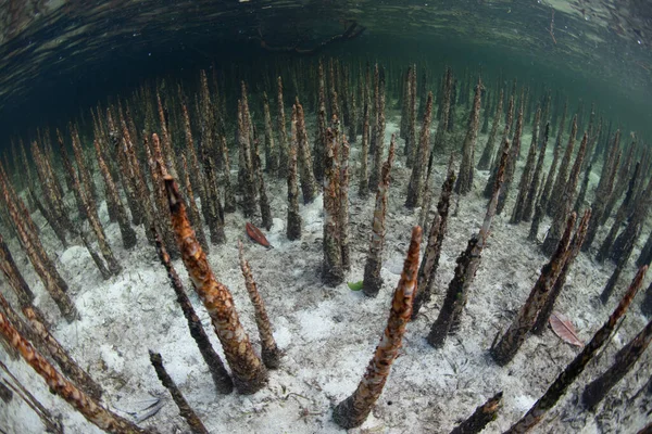 Mangrov Kökleri Pneumatoforlar Olarak Adlandırılır Endonezya Deniz Tabanından Yükselir Özel — Stok fotoğraf