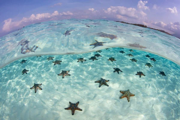 Las Estrellas Mar Chispas Chocolate Protoreaster Nodosus Encuentran Fondo Marino Imagen De Stock