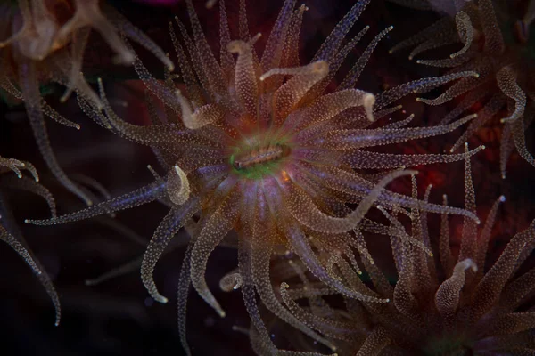 Detalle Pólipo Coral Tubastrea Micranthus Alimentándose Plancton Por Noche Arrecife —  Fotos de Stock