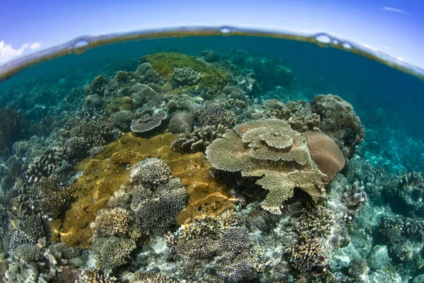 Increíble Arrecife Coral Crece Las Aguas Poco Profundas Cerca Una —  Fotos de Stock
