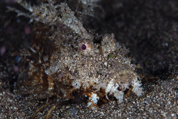 Ein Stacheliger Teufelsfisch Inimicus Didactylus Kriecht Über Den Sandigen Meeresboden — Stockfoto