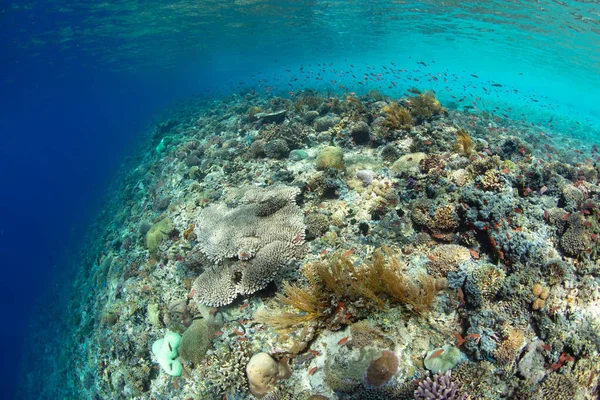 놀라운 산호초가 인도네시아 근처의 곳에서 자랍니다 지역은 상에서 생물이 삼각지대의 — 스톡 사진