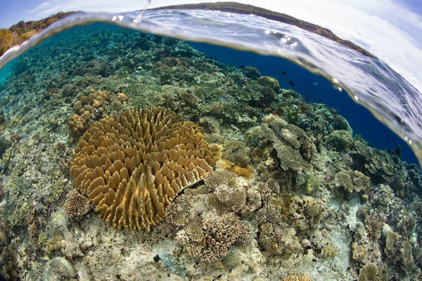 Incrível Recife Coral Cresce Nas Águas Rasas Perto Uma Ilha — Fotografia de Stock