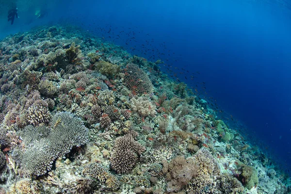 Incrível Recife Coral Cresce Nas Águas Rasas Perto Uma Ilha — Fotografia de Stock