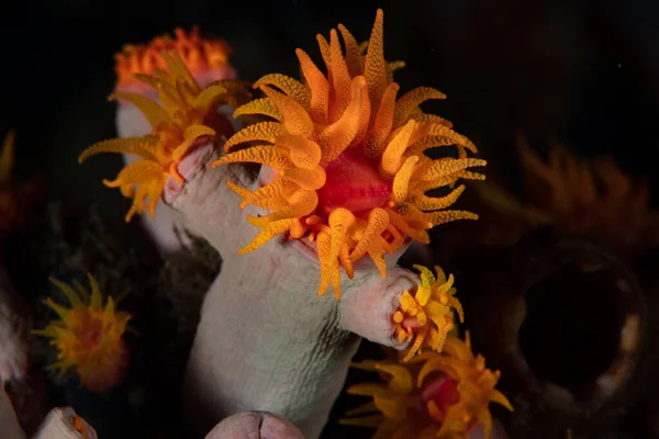 Kleurrijke Koraalpoliepen Tubastrea Faulkneri Groeien Een Rif Indonesië Deze Niet — Stockfoto