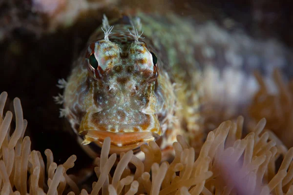 印度尼西亚奥尔市附近的珊瑚上躺着一只名叫Salarias Fasciatus的珠宝蓝眼睛 蓝鳍金枪鱼是珊瑚礁的常见居民 — 图库照片