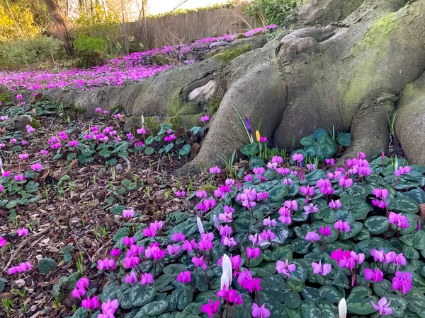 Sahada vahşi siklamenlerin açması. 