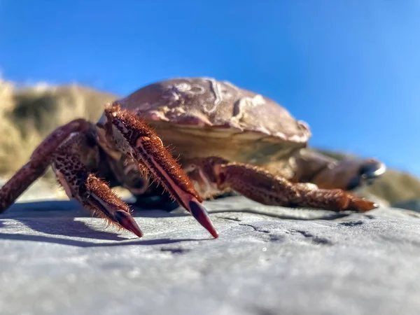 Taşın üzerine boş yengeç kabukları. Yakın çekim..