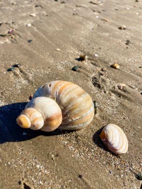 Kumsalda deniz kabuğu. Yakın çekim.,