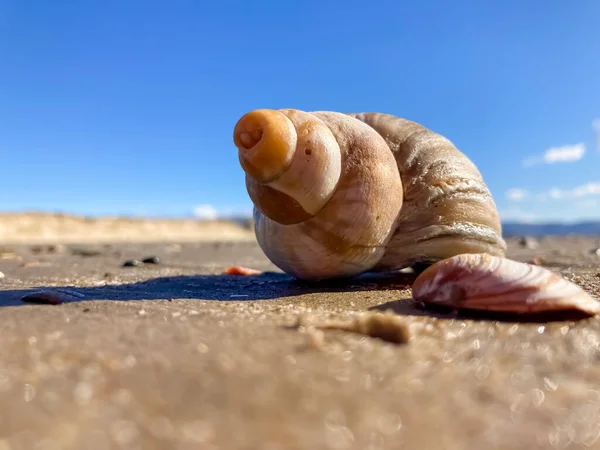 Mušle Písečné Pláži Closeup — Stock fotografie